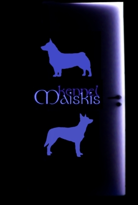 Swedish Vallhunds & Australian Kelpies