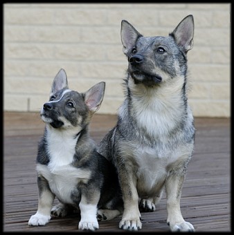 Wilma tytt&auml;rens&auml; Idan kanssa | Wilma with her daughter Ida (Maiskis Limonia) &copy; Bj&ouml;rn Gr&ouml;ndahl